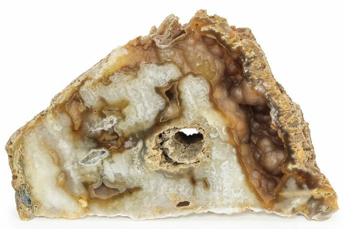 Agatized Fossil Coral Geode - Florida #234351